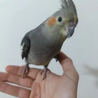 یک عروس قشنگ