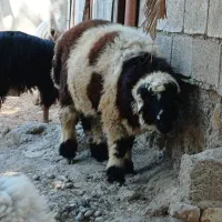 فروش بره درجه ۱