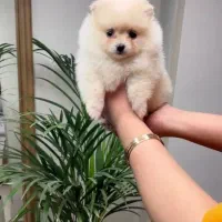 پامر خرسی عروسکی|سگ|رشت, دیانتی|دیوار