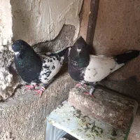 کفترسرسیاه دم سیاه