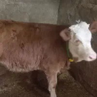 گوساله سیمینتال اصیل|حیوانات مزرعه|صحنه, |دیوار