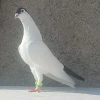 کفتر یا کبوتر