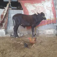 گوساله نر