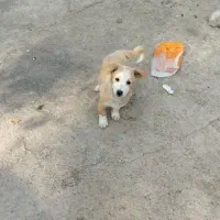 توله سه ماهه شیتزو|سگ|ساوه, |دیوار