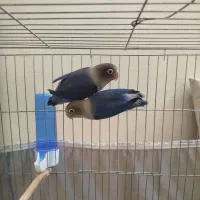 برزیلی نقابدار ویولت آبی (جفت)|پرنده|گلستان (تهران), |دیوار