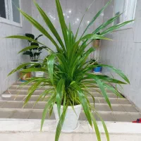 گل پاندانوس|گل و گیاه طبیعی|کامیاران, |دیوار