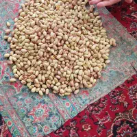 پسته تازه
