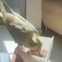 عروس هلندی دون خور