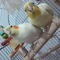 دورد دو عدد عروس هلندی مولد نر ماده