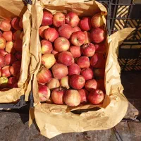 سیب قرمز استخوانی و نارنگی شیرین