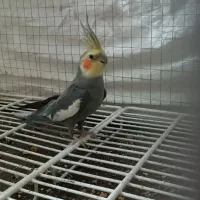 یک جفت عروس هلندی سالم وسرحال روی تخم|پرنده|فردوس (خراسان), |دیوار