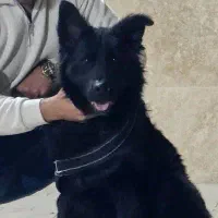 ژرمن شولاین بلک