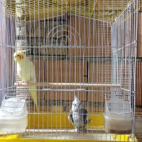 عروس هلندی زیبا