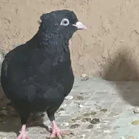 کفتر زاغ سیاه