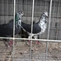 جفت نرماده کشکشی سیاه|پرنده|وحدتیه, |دیوار