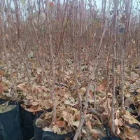 نهال پسته گلدانی