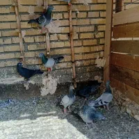 کفتر پرشی|پرنده|گلبهار, بیزکی|دیوار