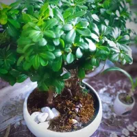 فروش گل های اپارتمانی