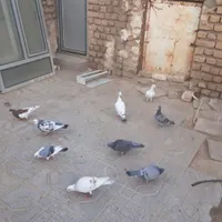 کبوتر|پرنده|گناباد, |دیوار
