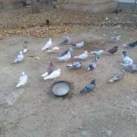 کفترپرشی۳۰عدد