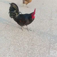 خروس سیاه جوان سرحال