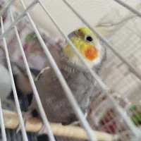 عروس هلندی مولد جفت
