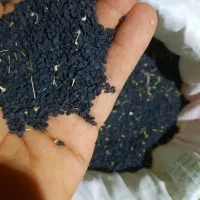 بذر پیاز تشان