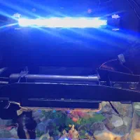 آکواریوم|ماهی|اردبیل, |دیوار