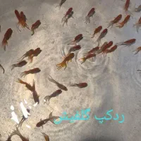 ماهی قرمز|ماهی|سنندج, |دیوار