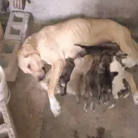 واگذاری ماده شکم طلا|سگ|هشترود, |دیوار