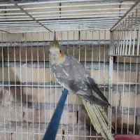 عروس هلندی ماده بالغ