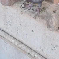 کفتر|پرنده|تهران, صفا|دیوار