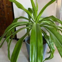 گل سوسن عنکبوتی ( پانتانوس)