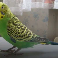 فروش پرنده و قفس|پرنده|رفسنجان, |دیوار