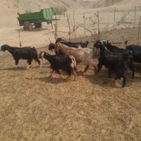 بز فروش حراج معاوضه با گوسفند داشتی|حیوانات مزرعه|آبدانان, |دیوار