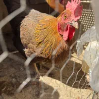 3مرغ و یک خروس