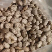 لوبیا چیتی (ارتشی) محلی و ارگانیک