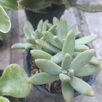 پک متنوع و زیبا