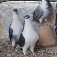 کبوتر دمگیر زره ای