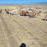 30راس میش داشتی ابستن