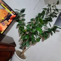 گل سالم|گل و گیاه طبیعی|تبریز, |دیوار