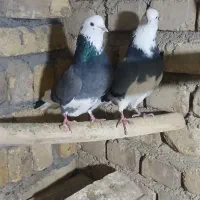 کفتر پرشی|حیوانات|ساروق, |دیوار