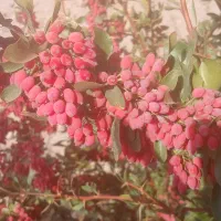 زرشک تازه مستقیم از کشاورز