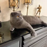 جفت یابی گربه|گربه|تهران, استخر|دیوار