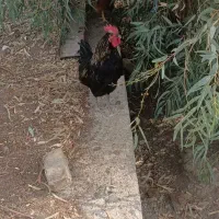 خروس جوان خیلی زیبا