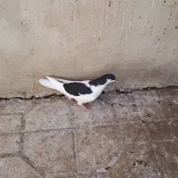 چپ سیاه جوجه