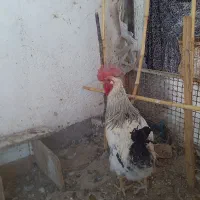 مرغ وخروس فروشی