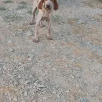 توله شکاری ترافل|سگ|گلی داغ, |دیوار