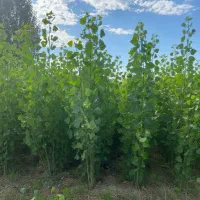 نمایندگی رسمی نهال صنوبر سود تضمینی و بازار گسترده|خدمات باغبانی و درختکاری|اردبیل, |دیوار