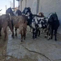 10راس بزجوان|حیوانات مزرعه|گنبد کاووس, |دیوار